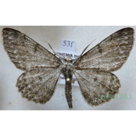 Hypomecis punctinalis (Scopoli, 1763) male Przylepek nakropek Czech53f